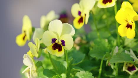 nature's beauty: viola blooms sway gracefully in autumn's breeze, kissed by warm sunlight