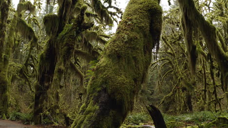 hoh rainforest moss-covered trees along hall of mosses in olympic national park, washington