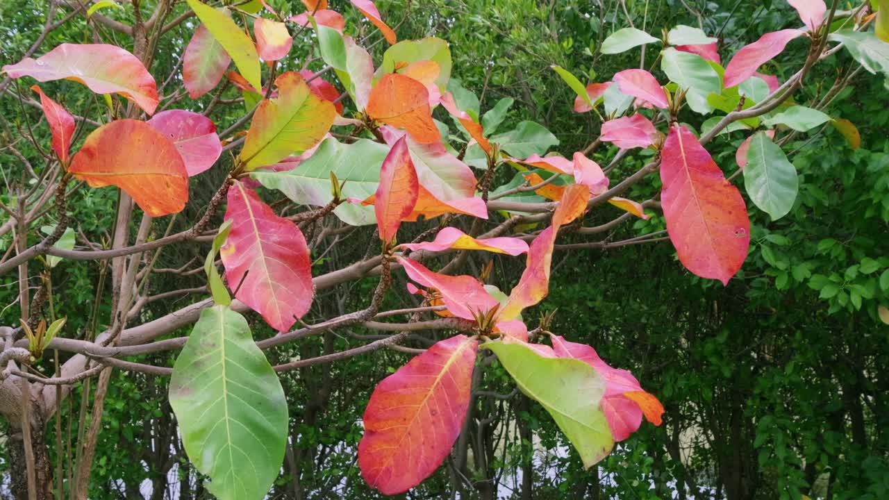 Explore the vibrant transformation of autumn leaves in a serene nature park showcasing nature's beauty.