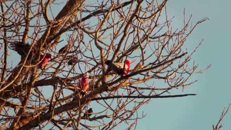 Two-Galah-Birds-on-Tree-With-No-Leaves,-Another-Galah-lands-on-branch,-Day-time-sunset-golden-hour,-Maffra,-Victoria,-Australia