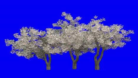 3d cherry tree blossom cluster with wind effect on blue screen 3d animation