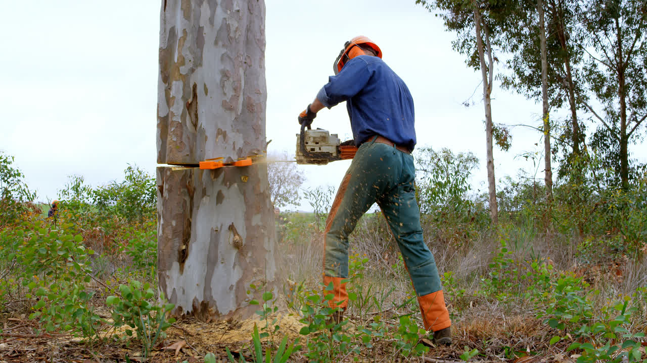 Lumberjack with chainsaw cutting tree trunk 4k