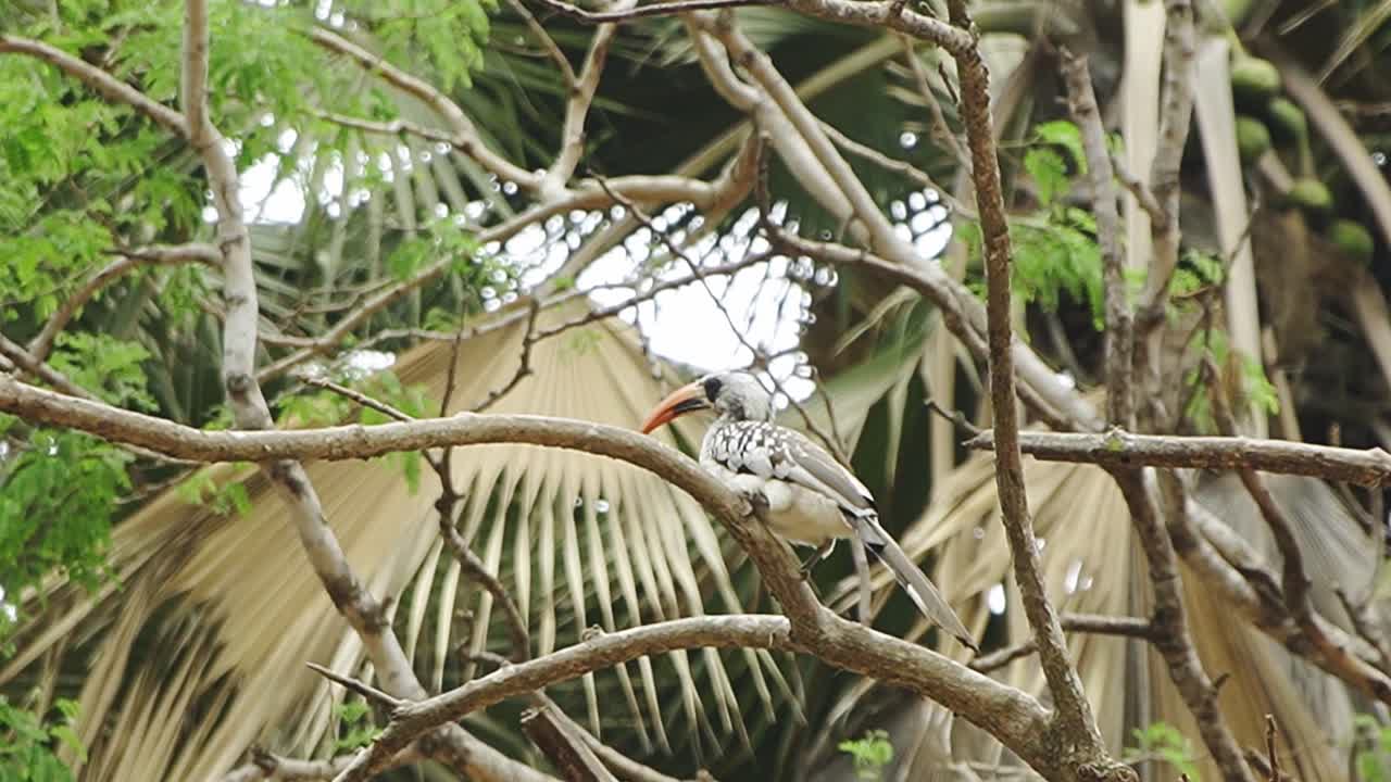 el cornbill de pico rojo descansando en un árbol en el bosque de áfrica occidental