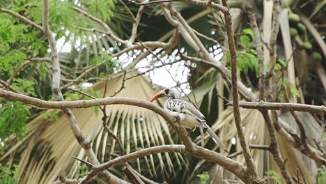 El-Cálao-De-Pico-Rojo-Descansando-En-Un-árbol-En-El-Bosque-De-África-Occidental