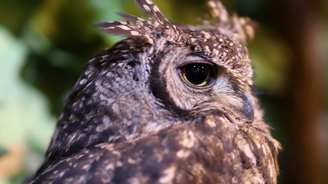 A detailed view of an owl's striking eyes and textured feathers, highlighting its alert expression.