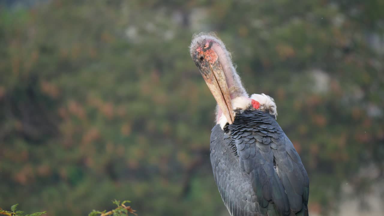 una cigüeña marabú se limpia temprano en la mañana antes de tomar su vuelo para encontrar comida en las llanuras africanas