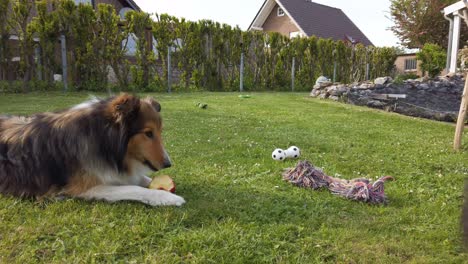 a brown,white,black coloured shetland sheepdog is eating an apple while sitting in the grass of a backyard in germany