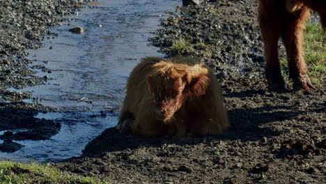 a young cow sits near a small river during a sunrise