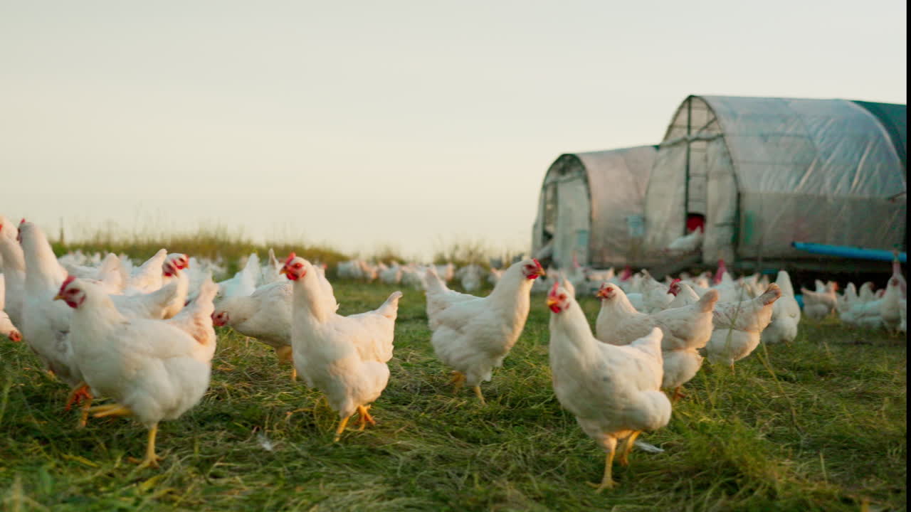granja, familia y pollo con una chica