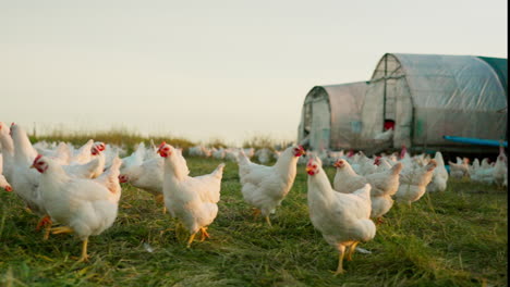 Granja,-Familia-Y-Pollo-Con-Una-Niña.