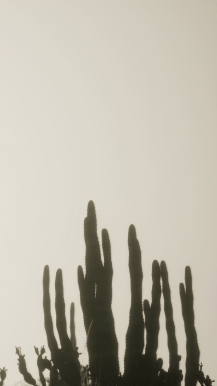 Silhouettes of cacti reaching for the sky at twilights soft embrace