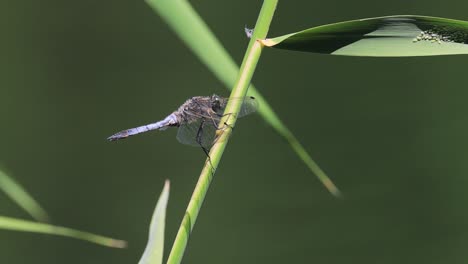 dragonfly on a reed stem