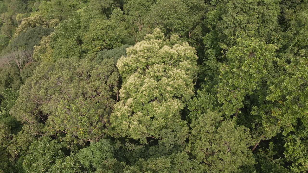 Aerial drone dolly shot of lush green tropical exotic rain forest canopy in the jungle on a Island in Thailand