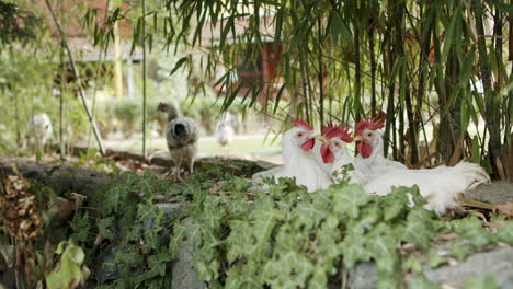 bunch of chickens standing on top of the stone wall, cute animals are cuddling, playing and cleaning each other in slowmo