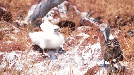 blue-footed booby with chick on the ground in north seymour, galapagos islands