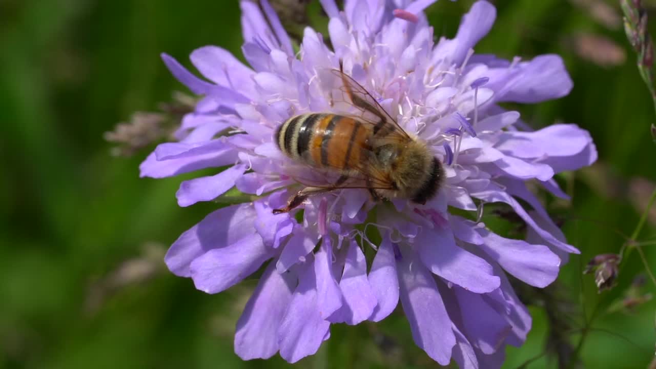 Macro: Wild bee collecting pollen of purple blooming flower in spring season