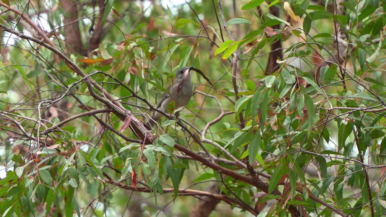 A Grey shrikethrush perched on the tree branch, picked up a dried leaf with its bill, spread its wings and fly away, close up shot
