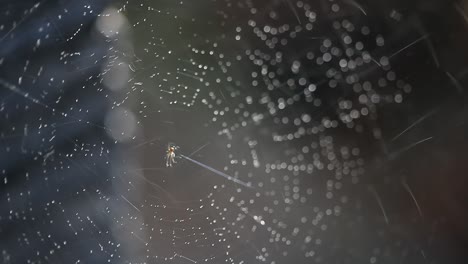 la telaraña se salpica con agua por la mañana