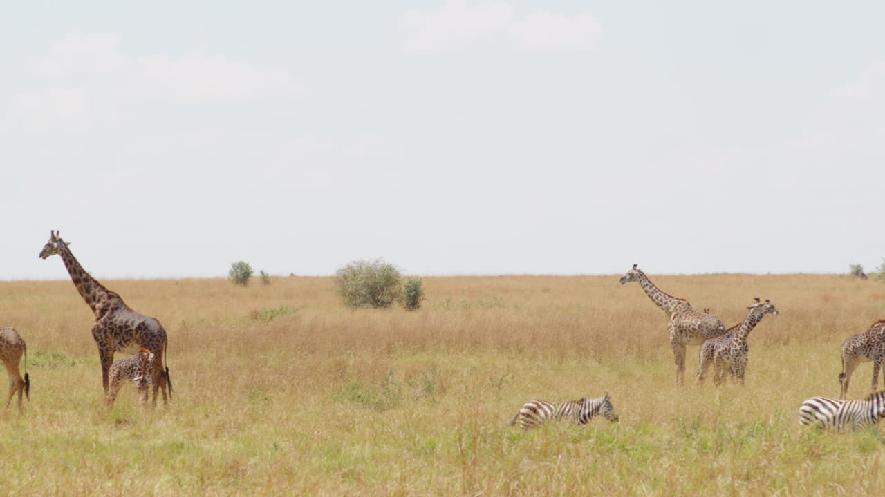 Girafas e zebras partilham a paisagem do Serengeti.