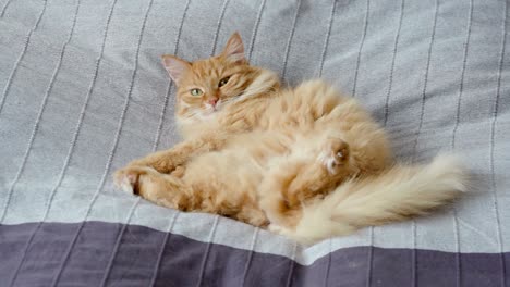 cute ginger cat lying belly up in bed on grey blanket, fluffy pet is going to sleep. cozy home background. flat profile