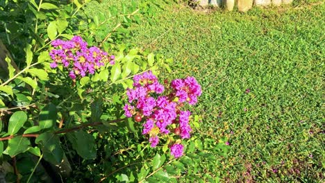 flores rosadas brillantes en un jardín verde exuberante