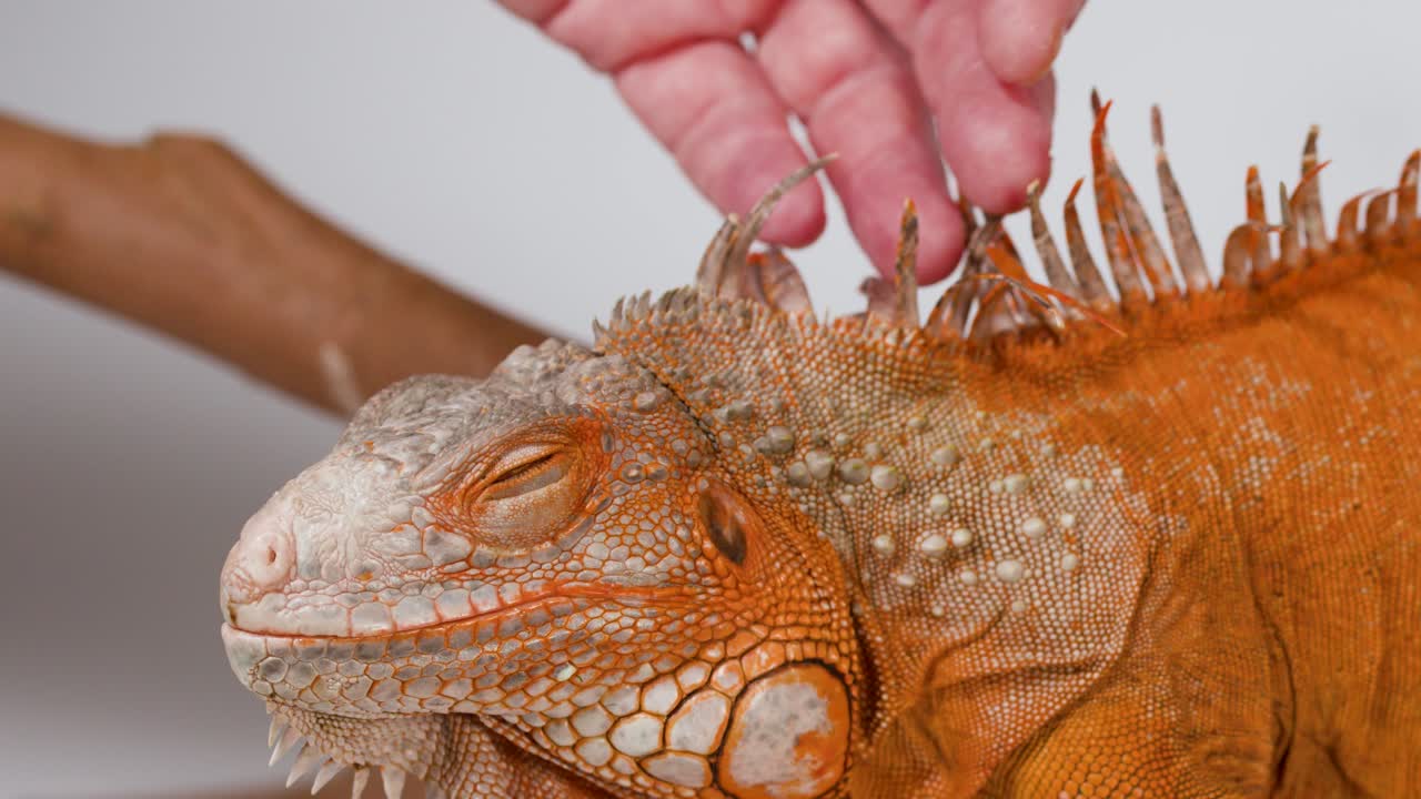 Uma mão acaricia gentilmente a cabeça e o pescoço de uma iguana laranja calma sobre madeira