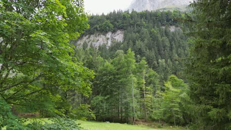 high trees revealed by a back movement of the mavic drone in the swiss alps near rocky mountains, obwalden