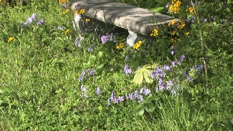 Malerische-Aufnahmen-Zeigen-Eine-Steinbank-Mit-Geschwungenen-Beinen,-Die-Von-Der-Sonne-Gesprenkelt-Und-Von-überwuchertem-Unkraut,-Wildblumen-Und-Ungemähtem-Gras-Umgeben-Ist-Surrounded