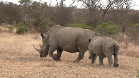 a southern white rhino with her calf walking close together across the dry grass of south africa