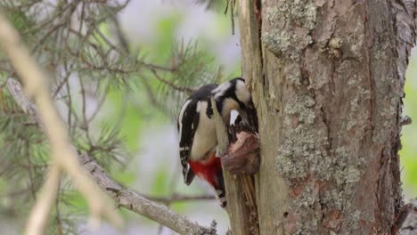 gran pájaro carpintero manchado en un árbol en busca de comida. gran carpintero manchado (dendrocopos major) es un carpintero de tamaño mediano con plumaje negro y blanco y una mancha roja en la parte inferior del vientre