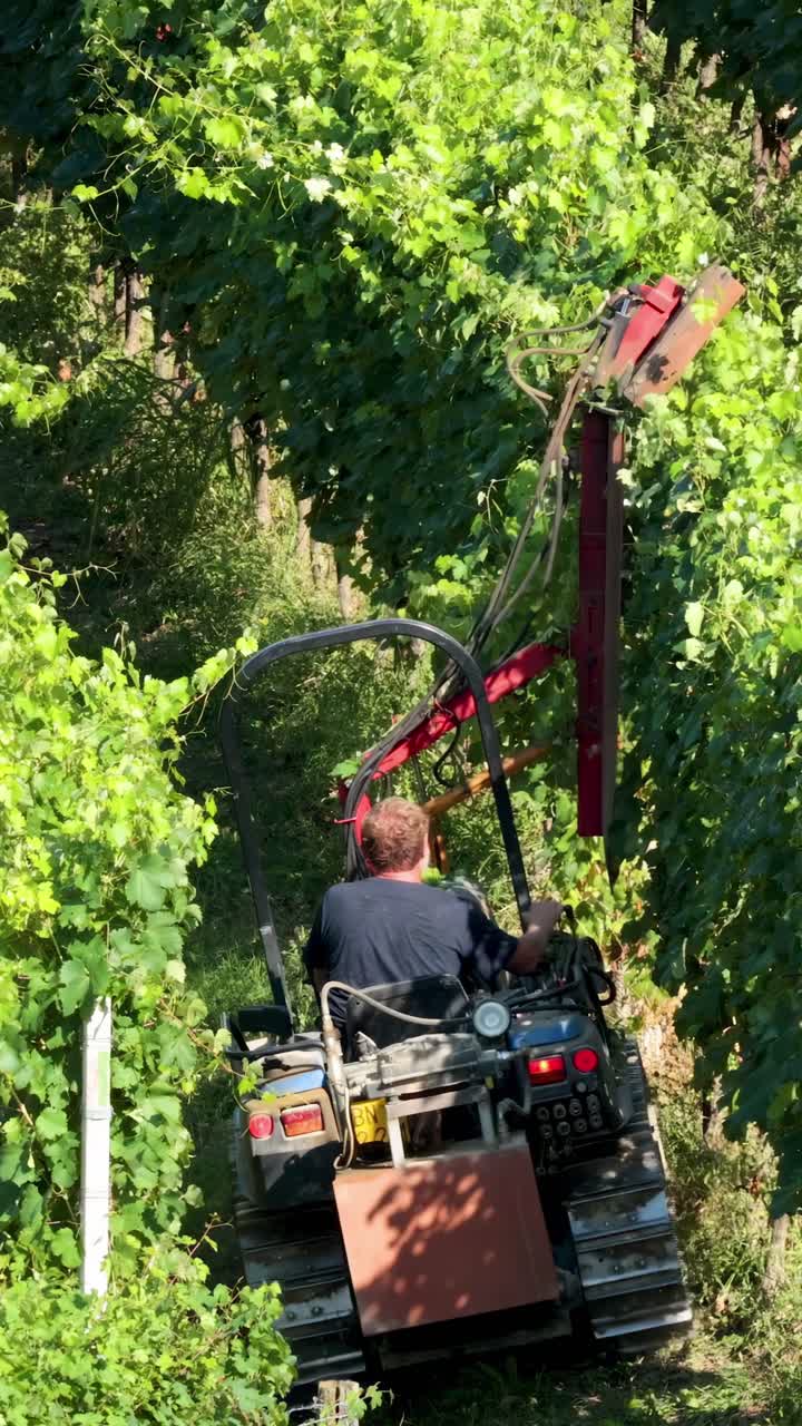 Machine trimming vineyard rows in Turin, Italy