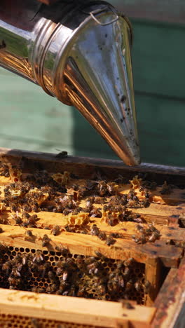 bees crawling on frames in open beehive. apiarist calms bees with a chimney before examining bees in a hive. close-up.. vertical video