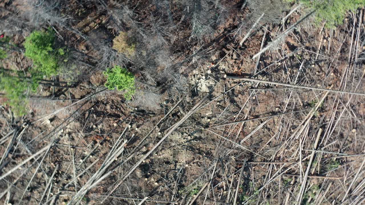 Aerial View of a Lumberjack Felling Spruce Trees