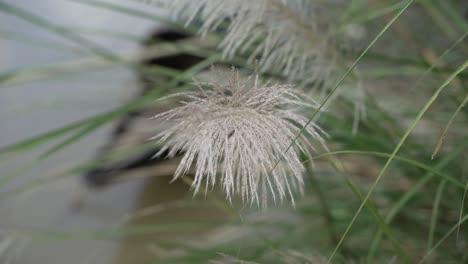 Autumn-flowers-are-blooming-on-the-banks-of-the-river