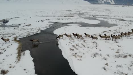 a low-flying 4k drone shot of a massive herd of elk, running and crossing a river together as a group over the plains of grand teton national park, just north of jackson, wyoming