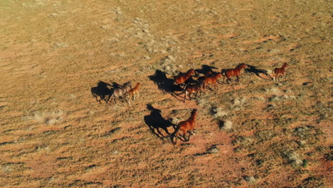 a herd of wild horses running in arizona: a bird's eye view