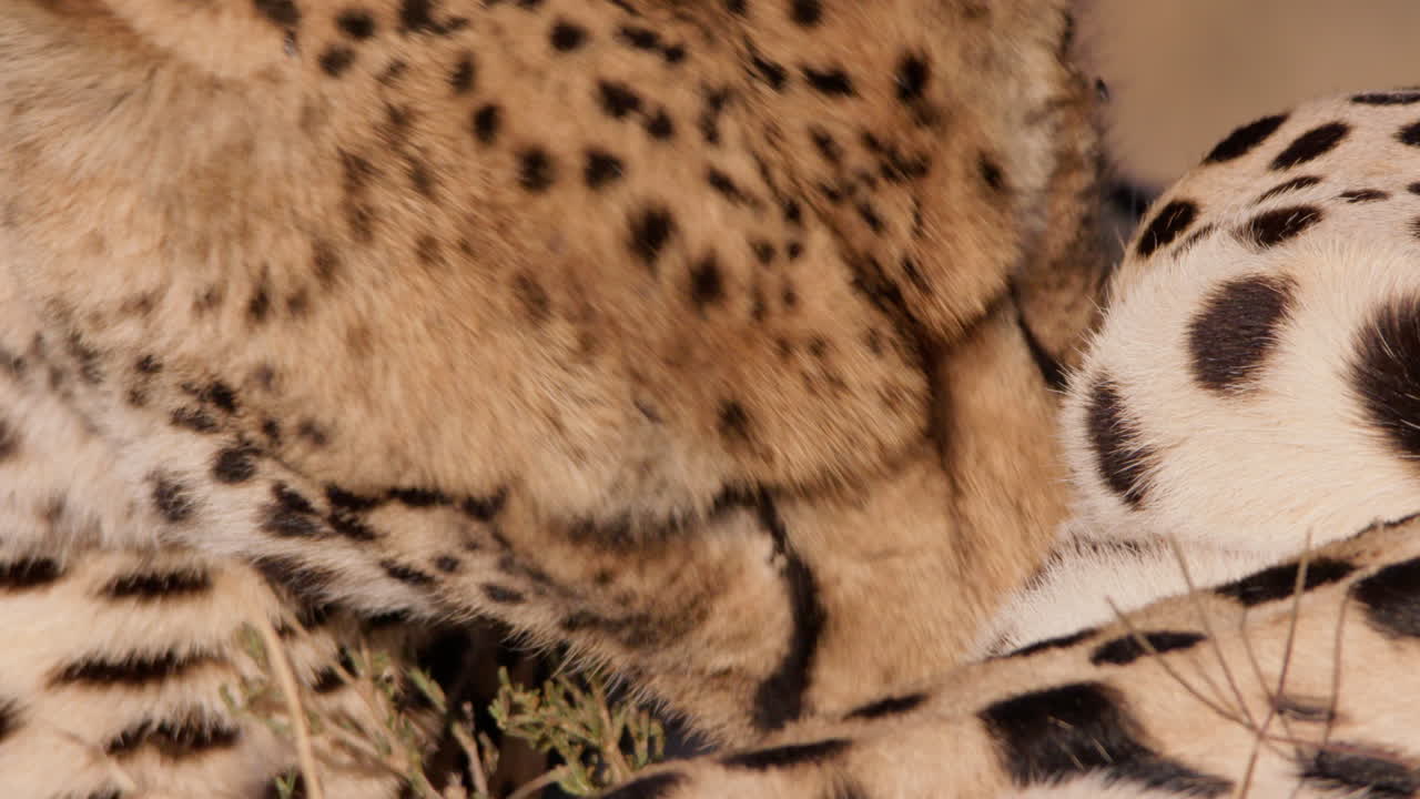 Extreme close up shot of two cheetah's body mutual grooming