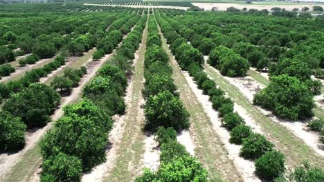 Haines-City,-Florida---Aerial-view-of-an-orange-grove-in-Central-Florida