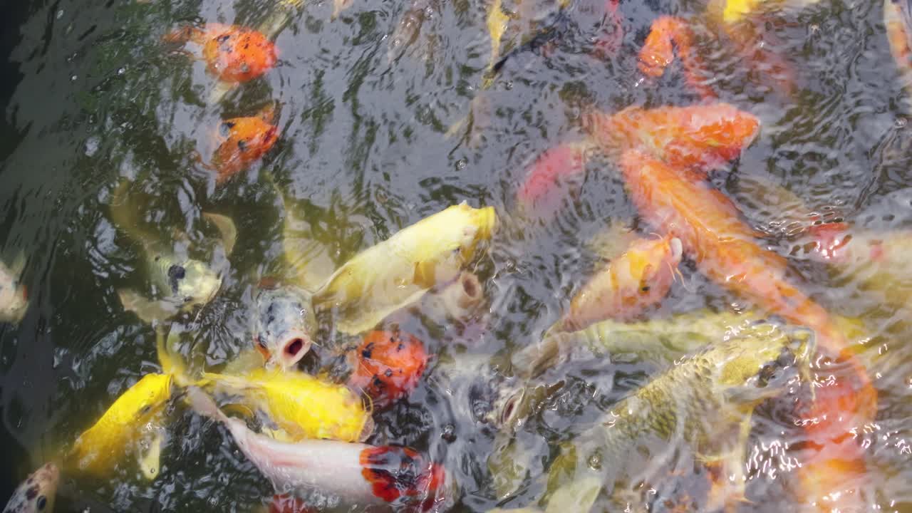 Koi fish swimming gracefully in a tranquil pond nature scene serene environment captured close-up