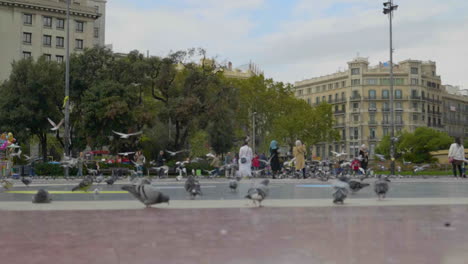 a beautiful slow mo view of feral rock pigeons flying on the floor of plaza catalunya in barcelona, spain.