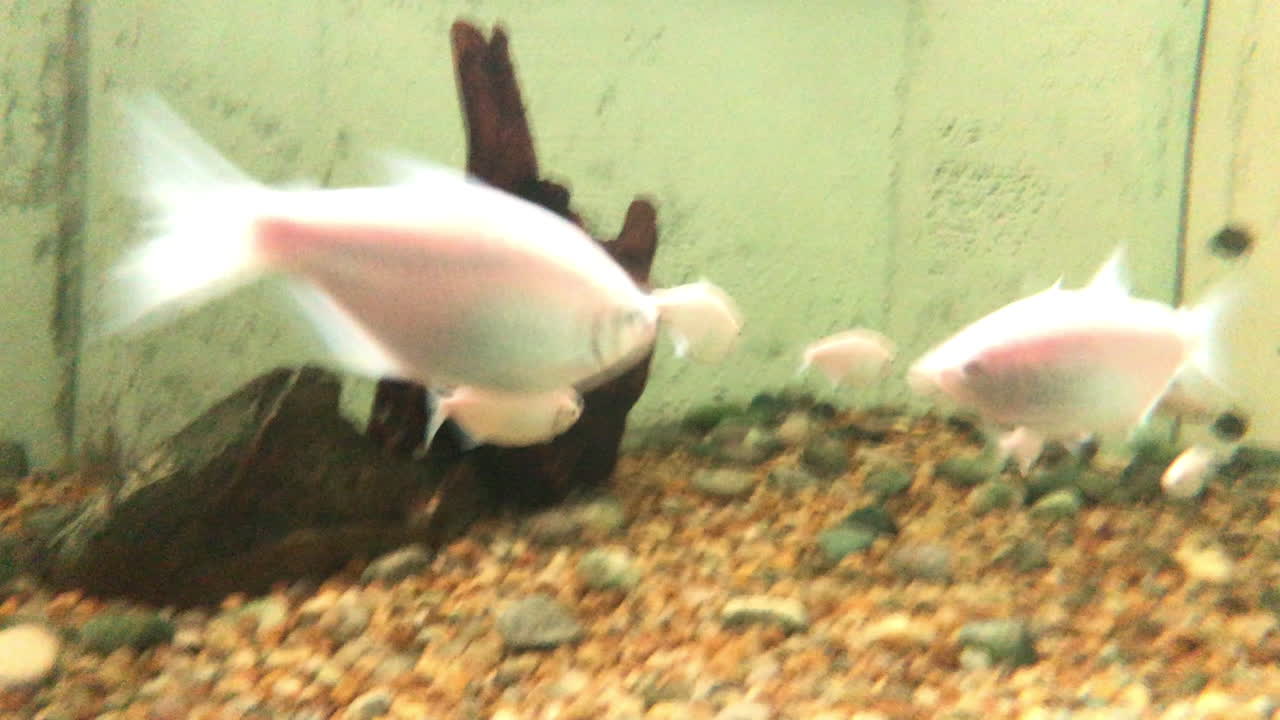 Astyanax shoal swimming in aquarium of fish market in Brazil