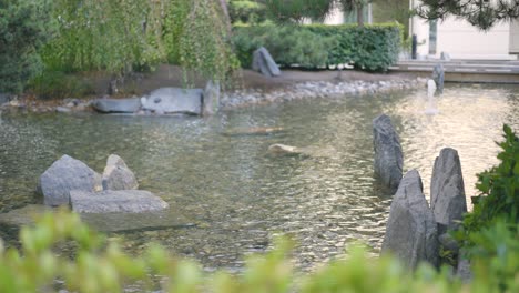 a beautiful pond in vancouver, canada