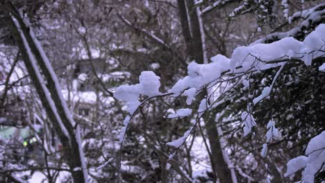 snow covered trees in guardiagrele, abruzzo, italy