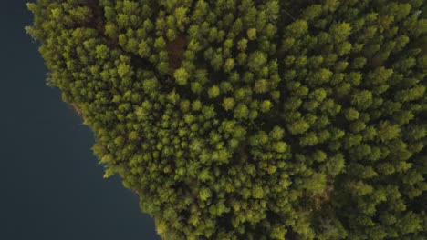 Drone-Bird's-eye-view-of-Finland-Forest-4K