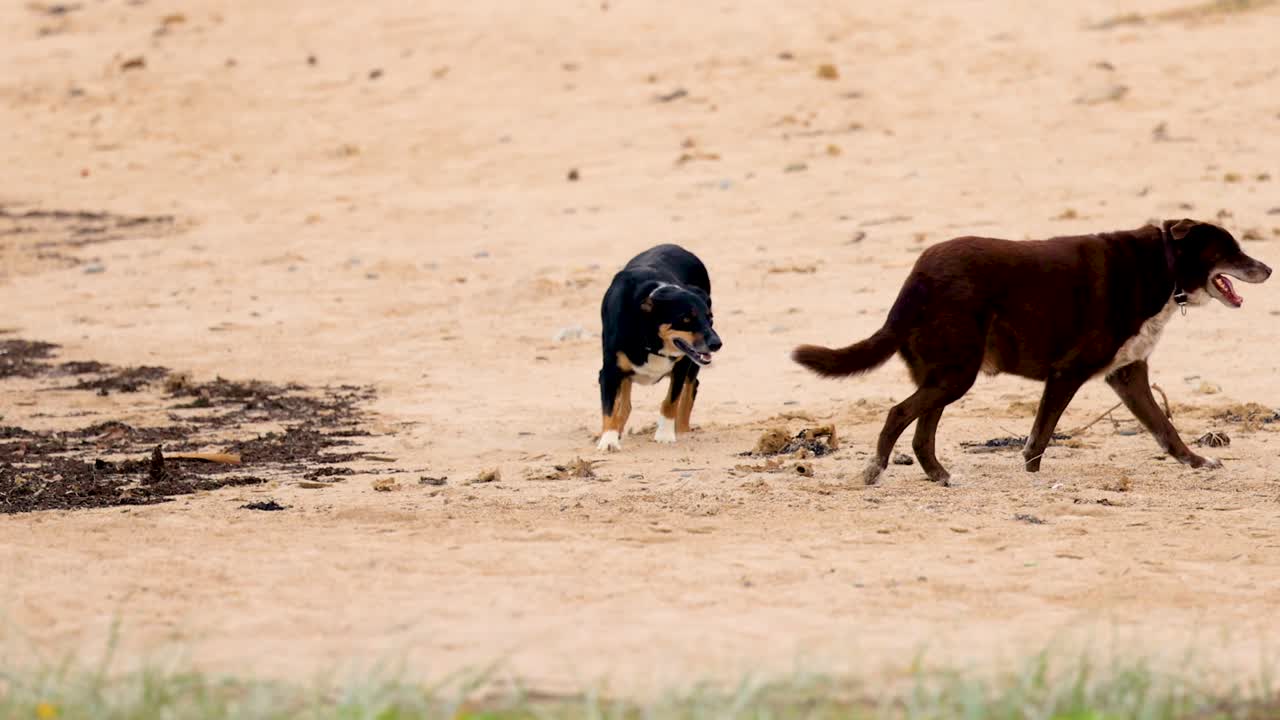 Two dogs energetically play on a sandy beach under natural daylight, showcasing lively interaction and companionship