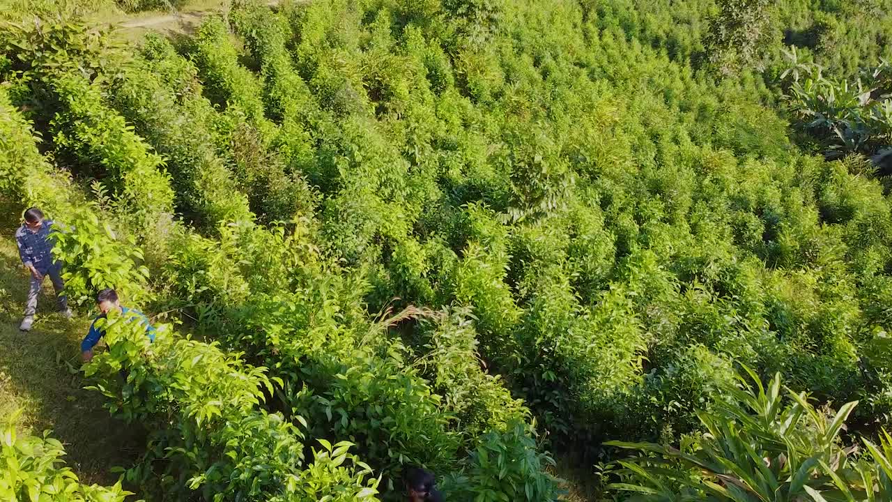 arbres à thé vert dans le drone de la nature