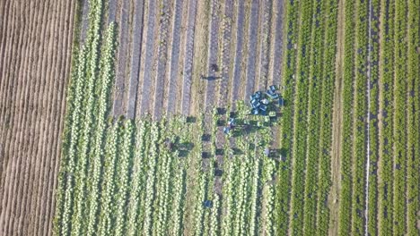 Imágenes-Aéreas-De-Un-Campo-De-Cultivo-De-Lechuga-En-España-Europa-Drone-Verduras-Verdes