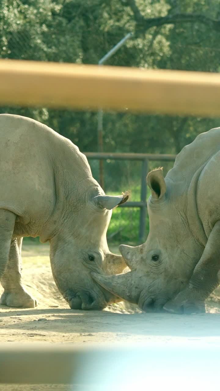 Two white rhinos touching horns in a zoo enclosure