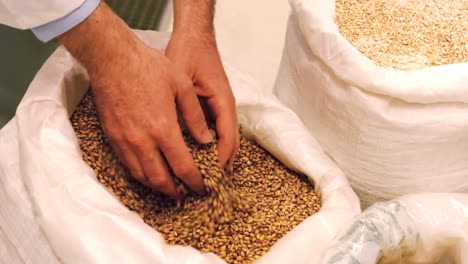 brewer spilling grain from hand in sack at brewery factory