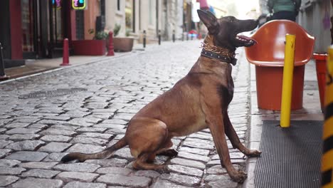 a brown belgian malinois sits on a cobblestone street